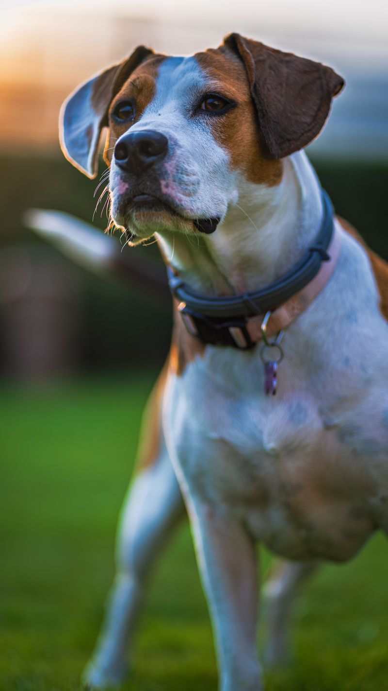 American Foxhound