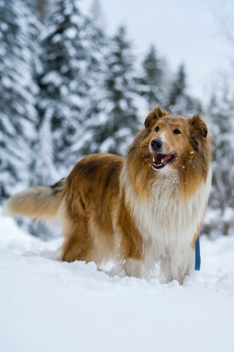 Rough Collie Combines A Cold-Weather Coat With A Gentle Nature