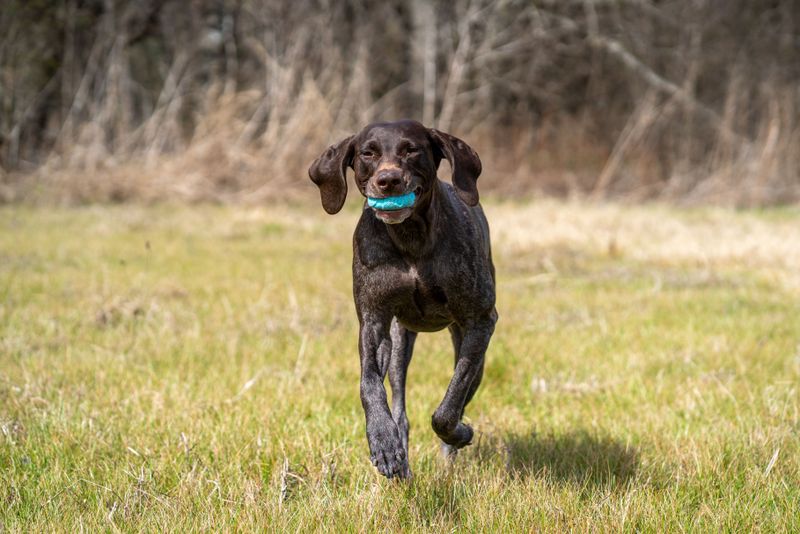 German Shorthaired Pointers Love Active Days Outdoors