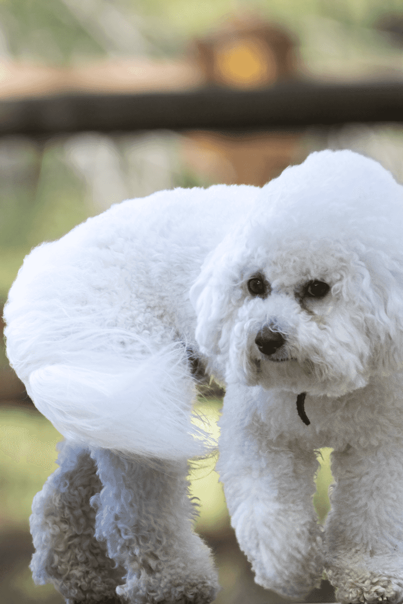 Bichon Frise