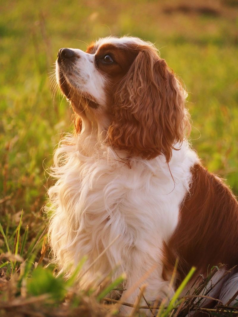 Cavalier King Charles Spaniel