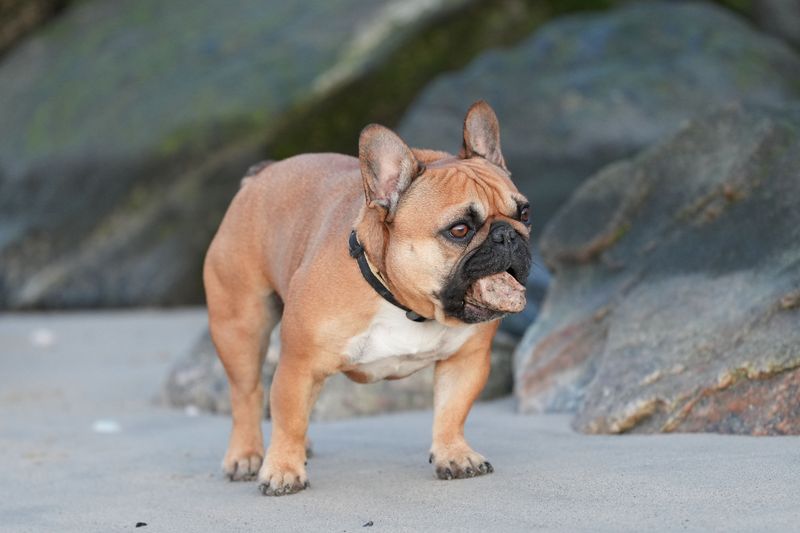 French Bulldog: Small Space Specialist