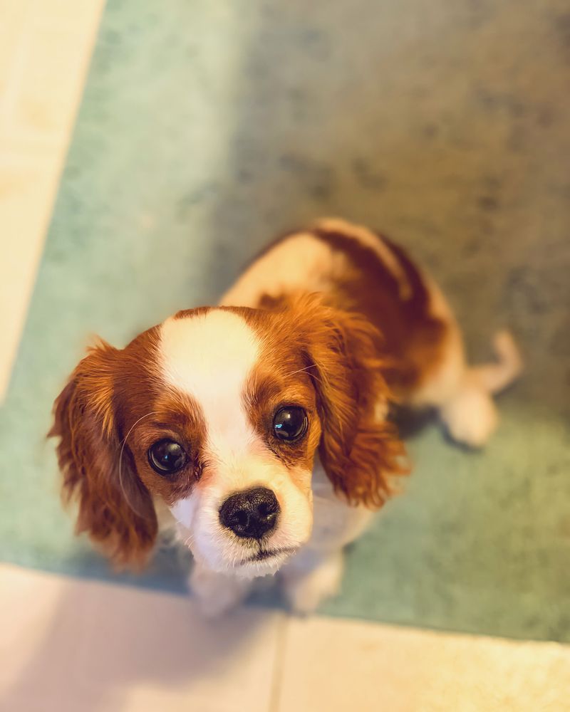 Cavalier King Charles Spaniel