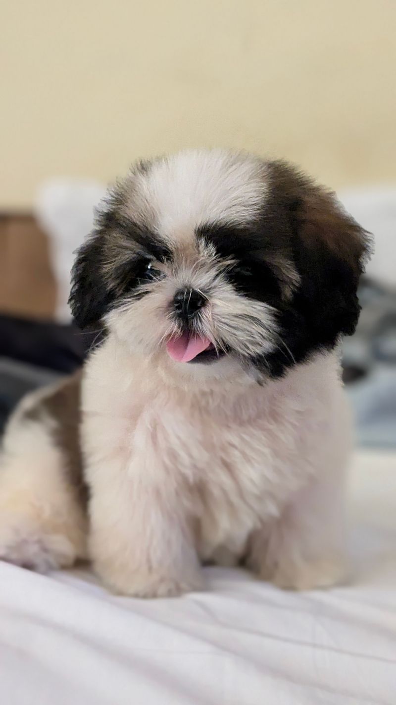Shih Tzus Are Happy With Cozy Indoor Spaces