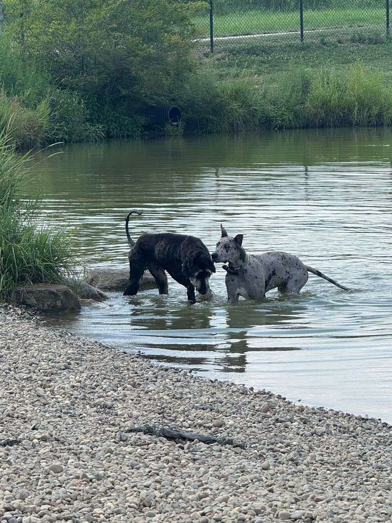 Canine Meadow Dog Park Swim Area - Kirtland