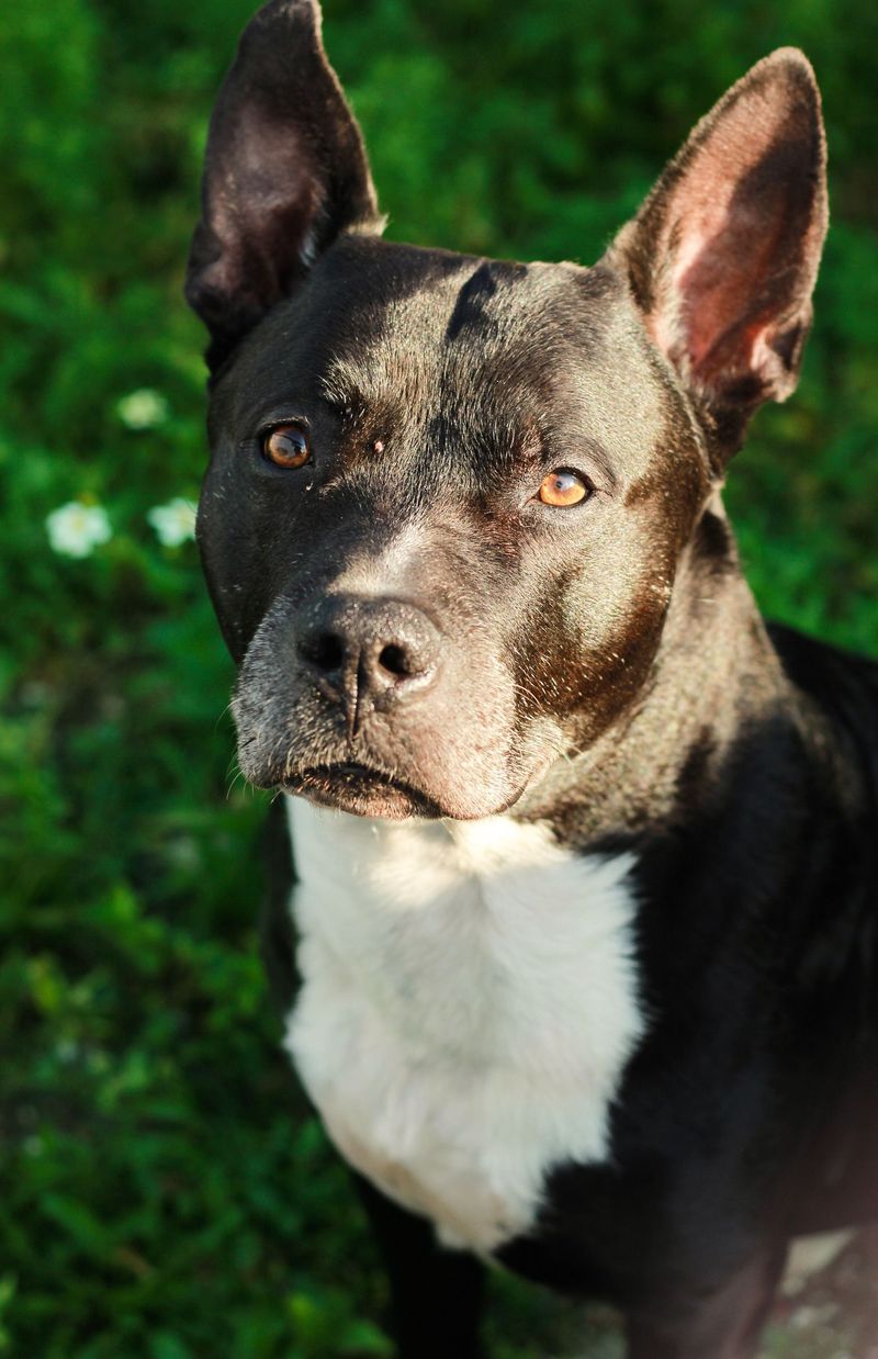 American Staffordshire Terrier