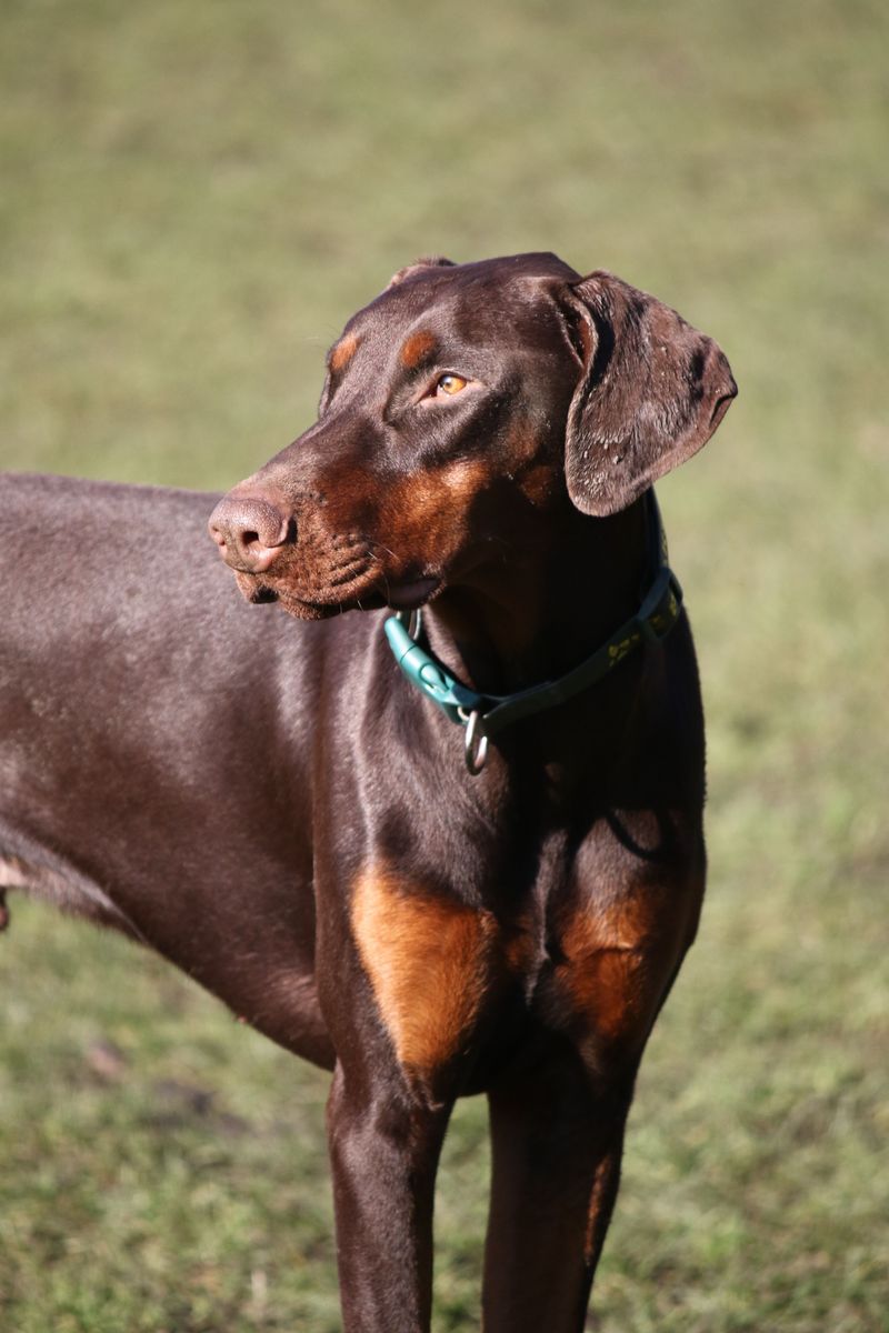 Doberman Pinscher