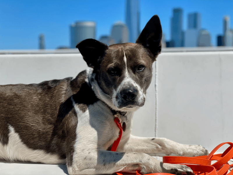 Mixed-Breed Adult Dog