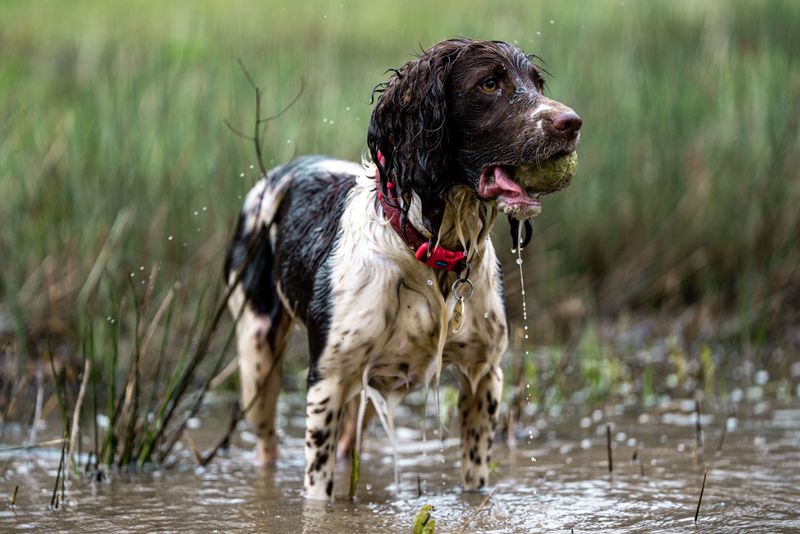 English Springer Spaniel