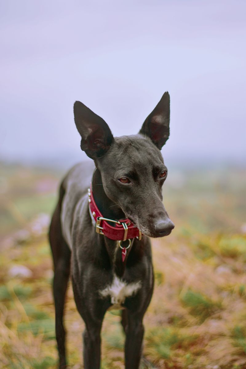 Greyhound
