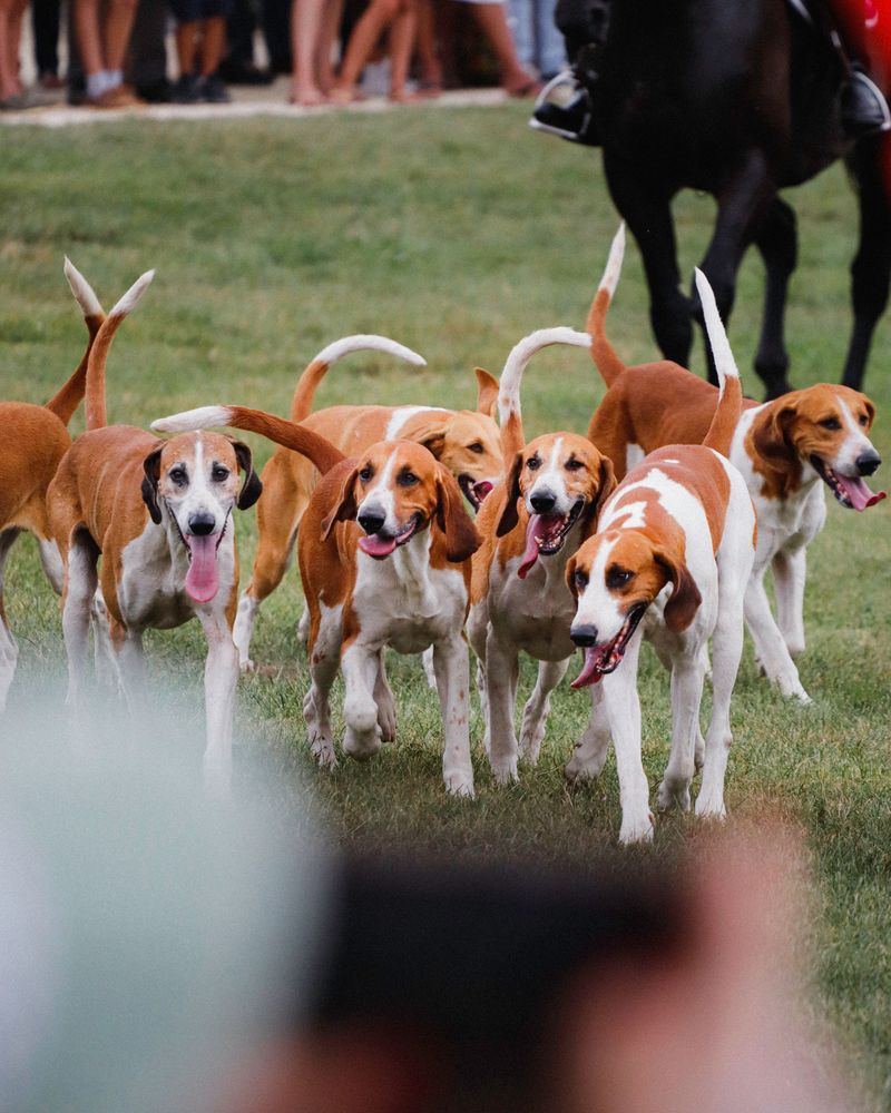 American Foxhound