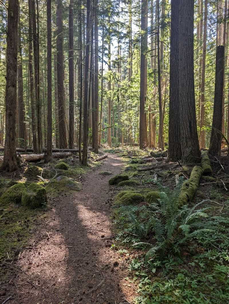 Federation Forest State Park, Enumclaw