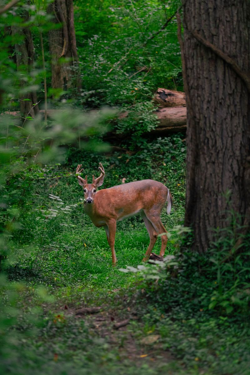 Watch For Wildlife
