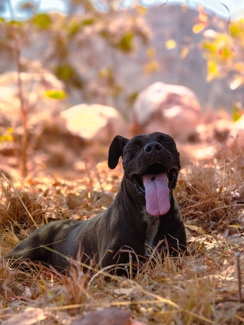 Know Your Dog's Limits