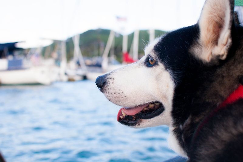 Consider Your Dog's Motion Sensitivity