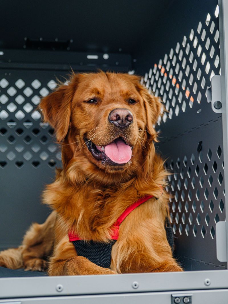 Secure Your Dog During The Evacuation