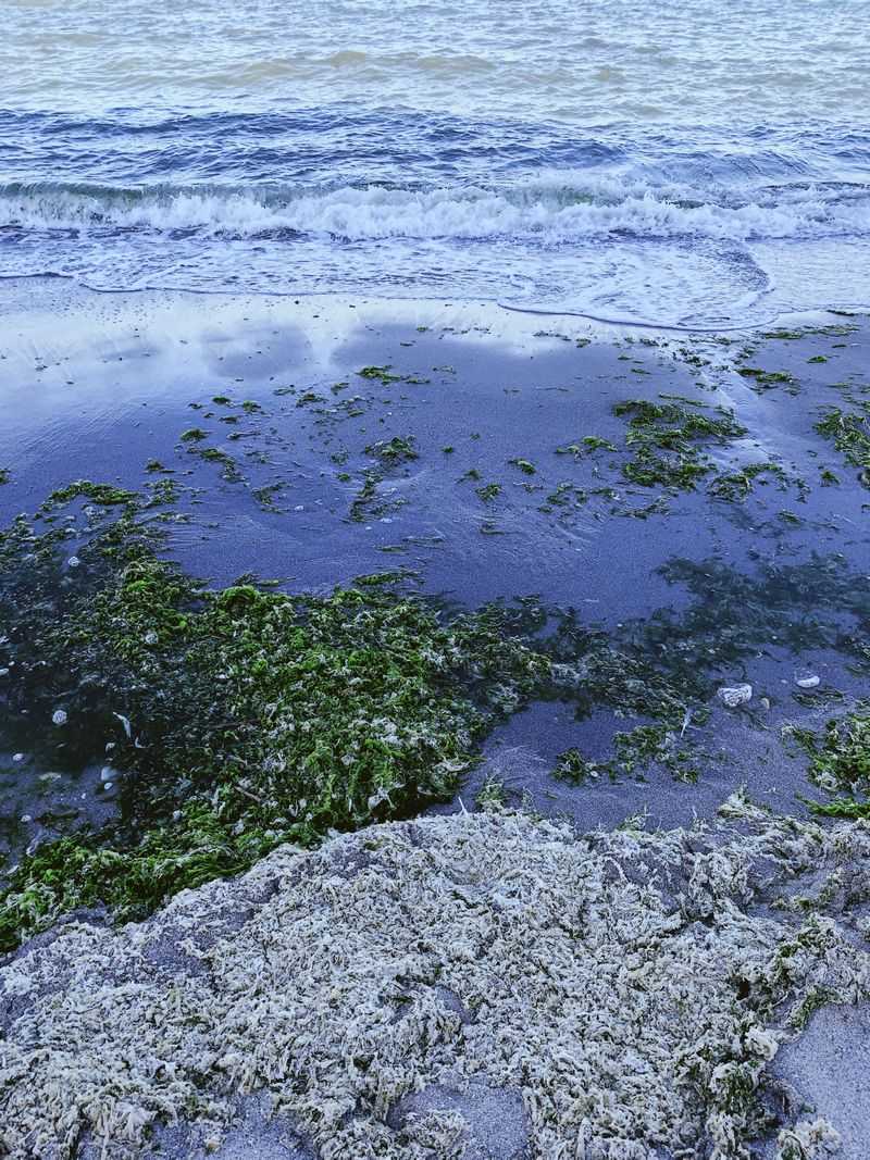 Watch The Shoreline For Algae