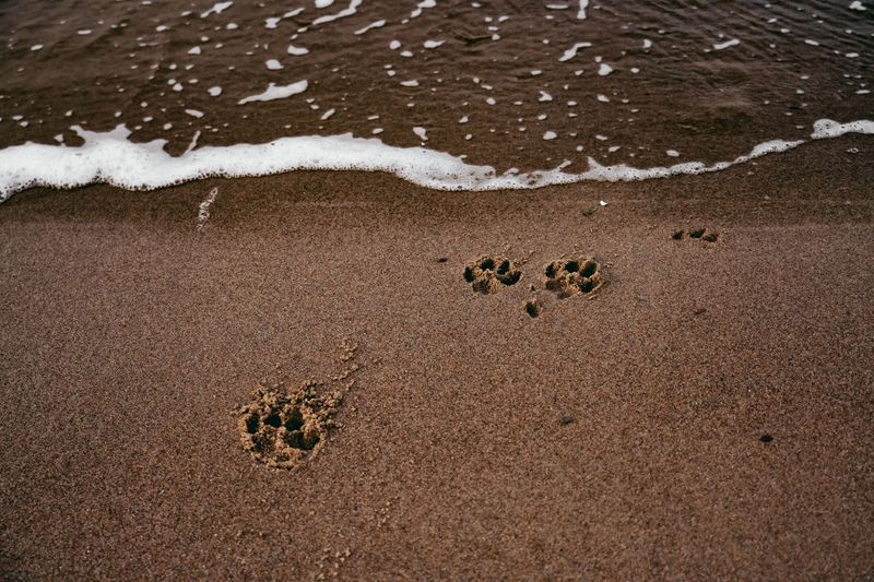 Hot Sand Can Hurt Paws