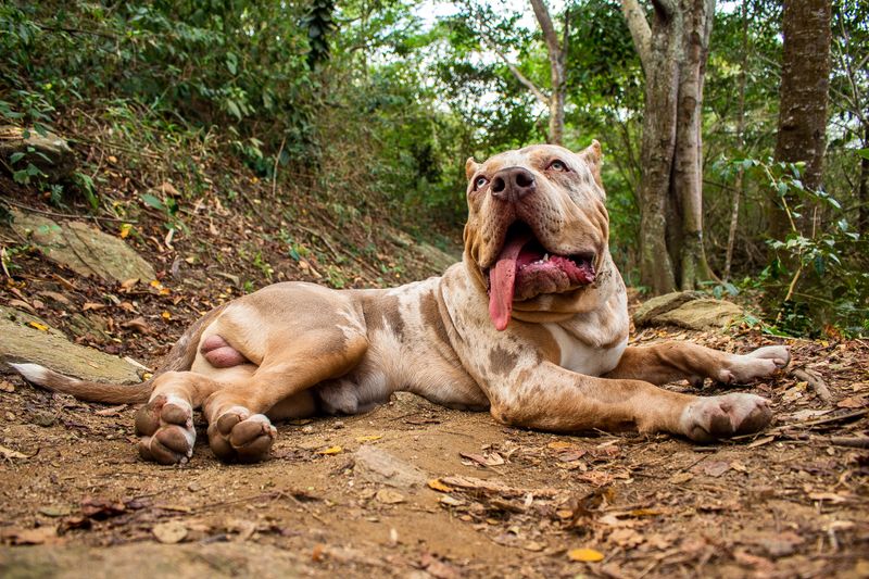 Watch Your Dog For Heat Stress