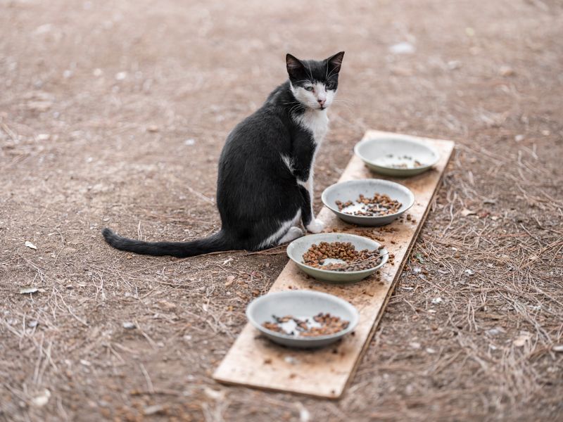 Never Leave Pet Food Outside