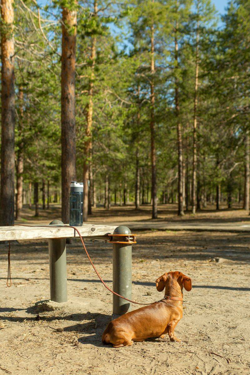 Prepare For Outdoor Bathroom Breaks