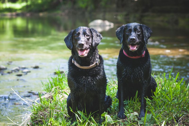 Protect Your Dog From Sun and Insects