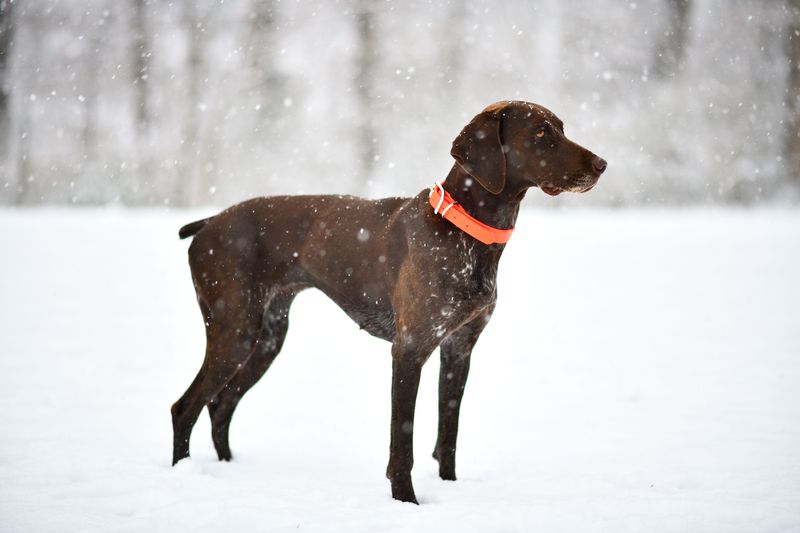 German Shorthaired Pointer