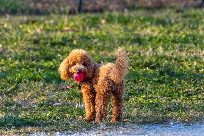 Poodle