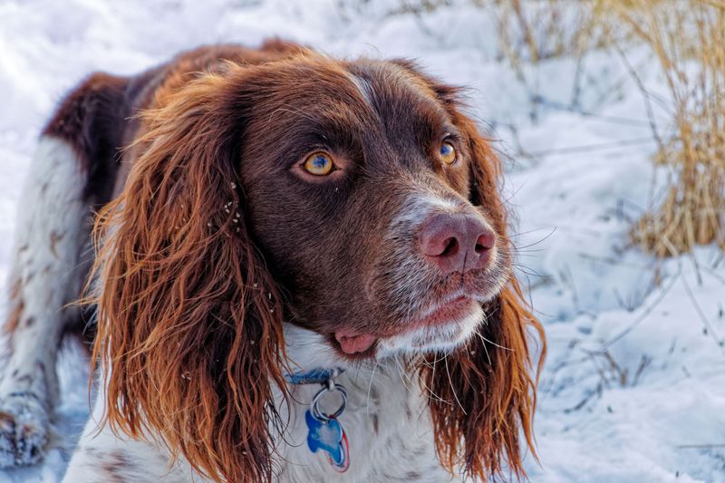 English Springer Spaniel