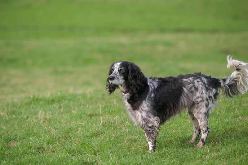 English Setter