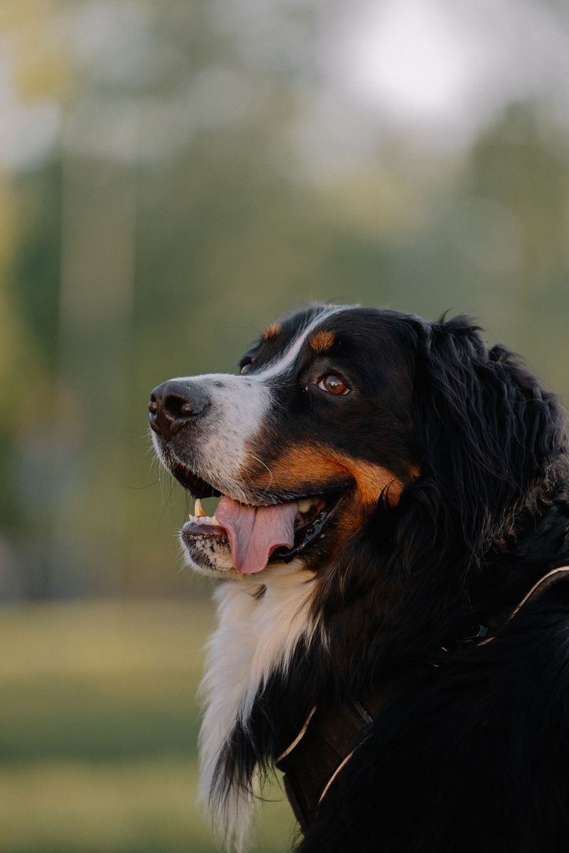 Greater Swiss Mountain Dog