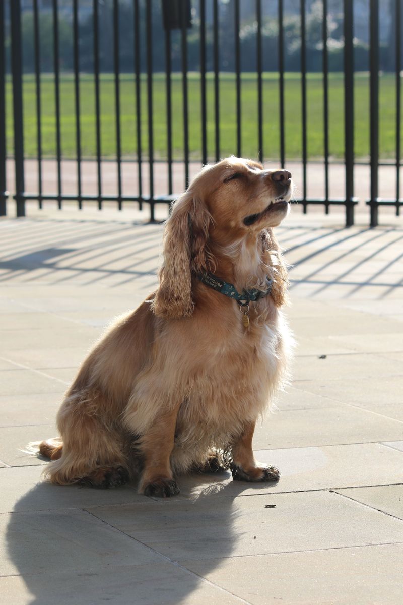 Cocker Spaniel
