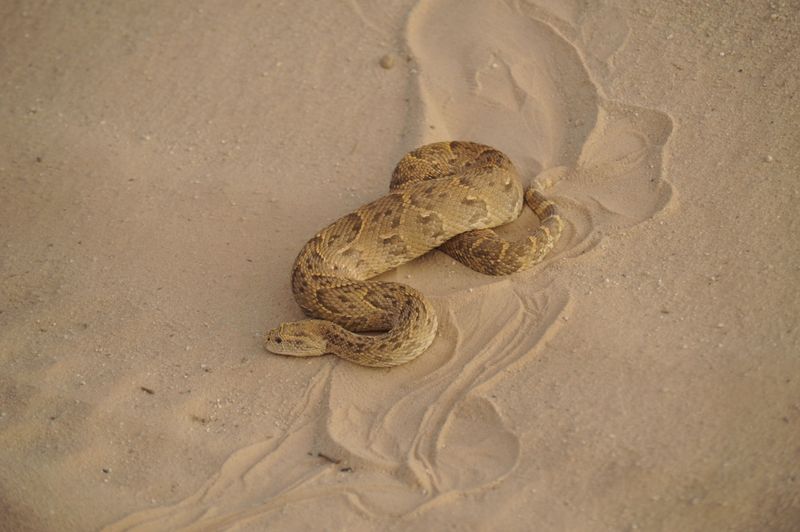 Trans-Pecos Copperhead