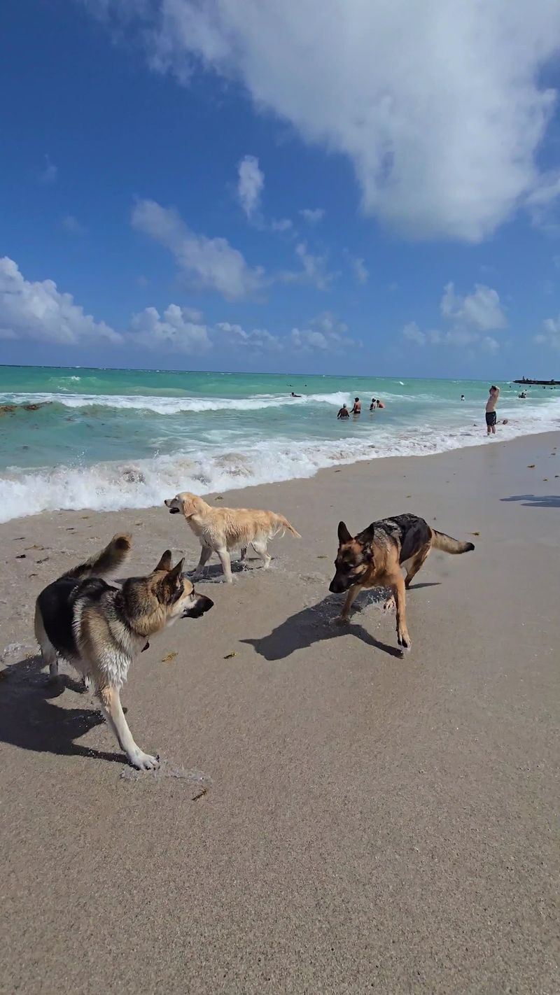 Haulover Park Dog Beach, Miami Beach