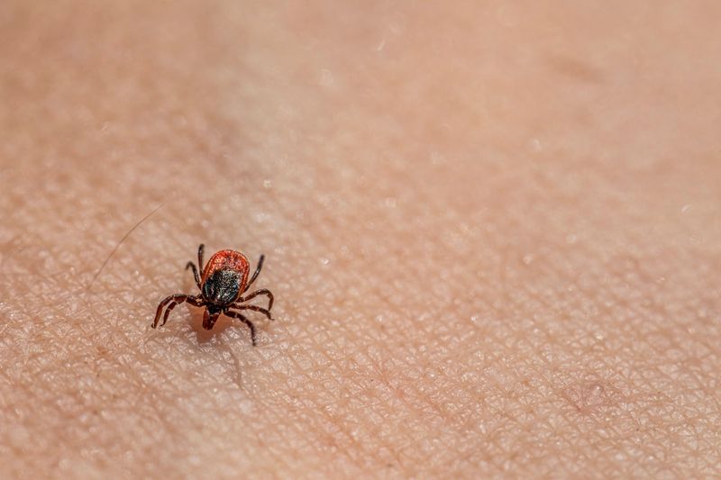 Lone Star Ticks