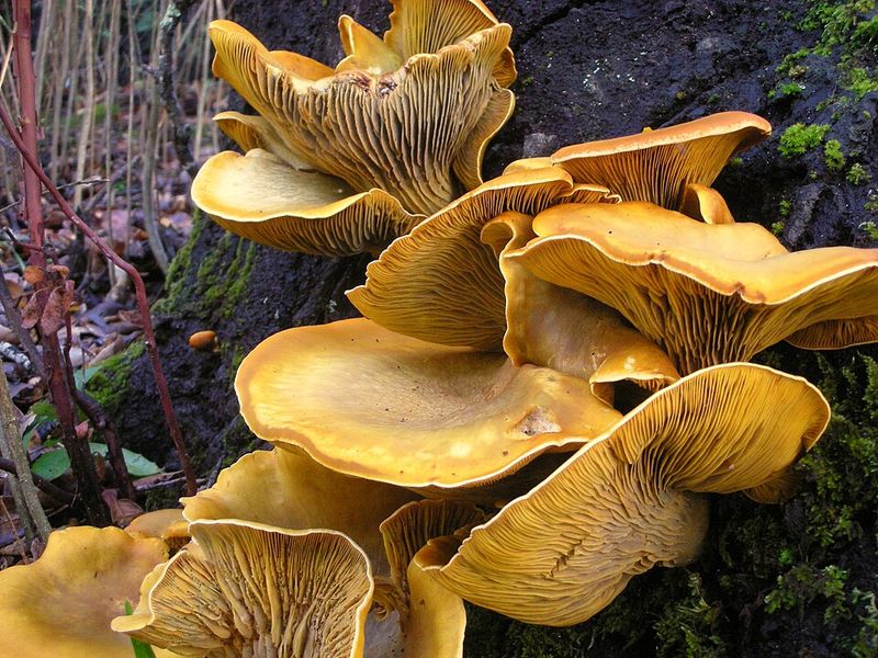 Jack-O'-Lantern Mushroom (Omphalotus olivascens)