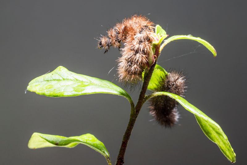 Puss Caterpillars