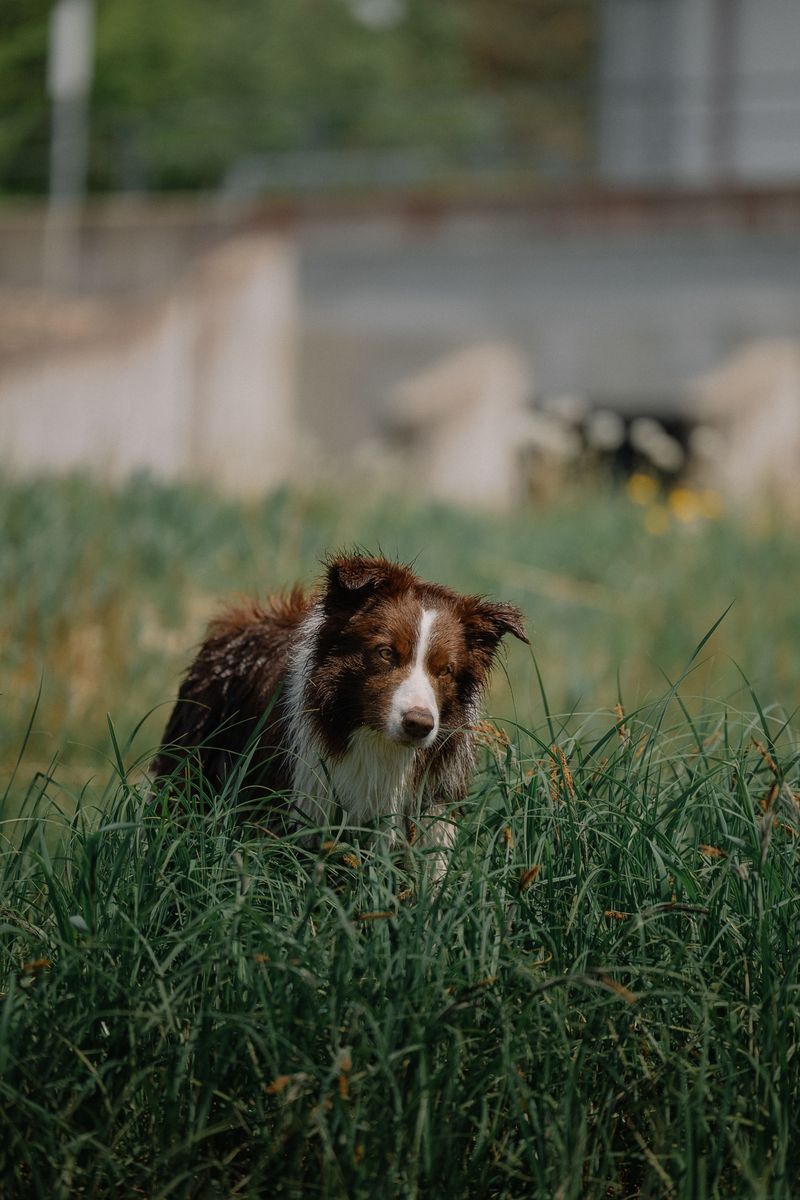 Inspect Your Dog After Exploring Tall Grass