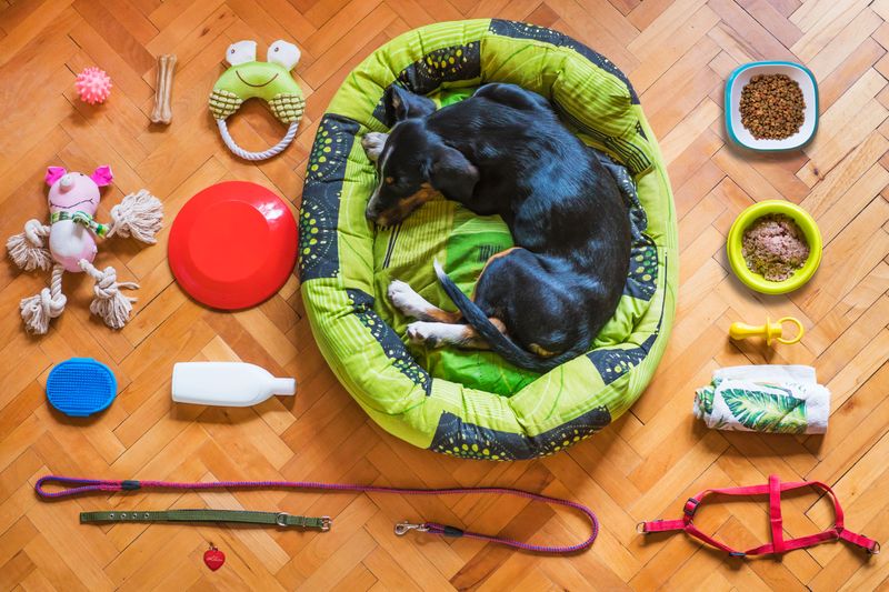 Keep Your Dog's Emergency Kit Ready