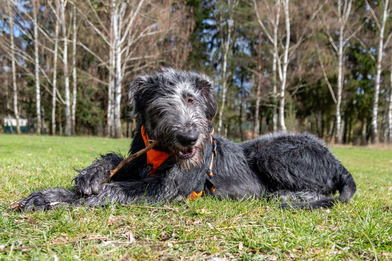 Irish Wolfhound: Couch Potato on Stilts