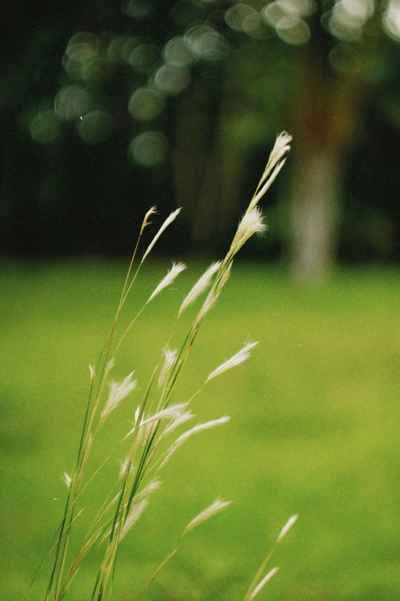 Some Seeds Keep Traveling After They Get In