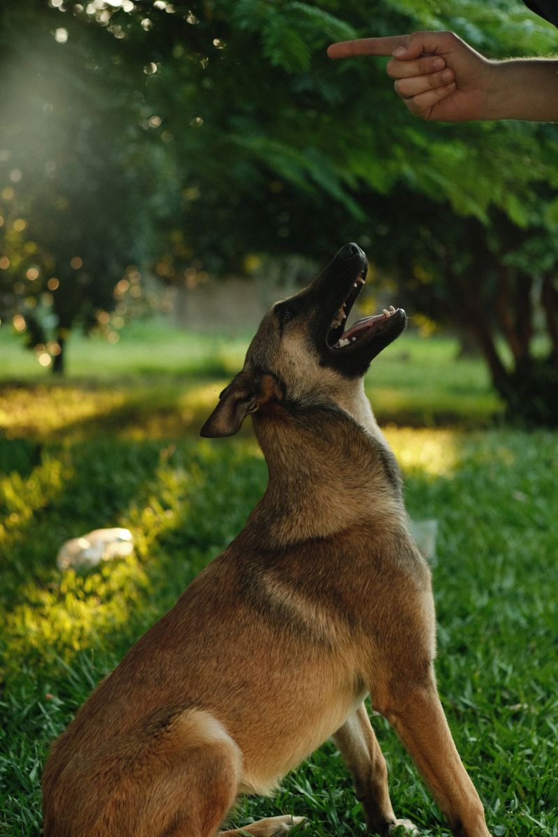 Dog Owners Should Take Complaints Seriously