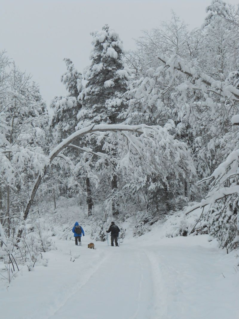 Winter Walks Still Call For Tick Awareness
