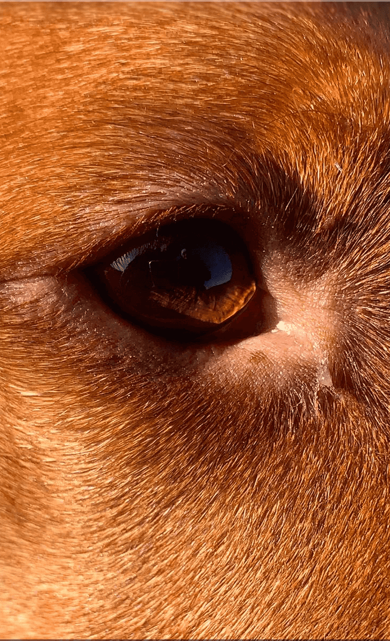 A Skunk Spray Can Irritate Your Dog's Eyes