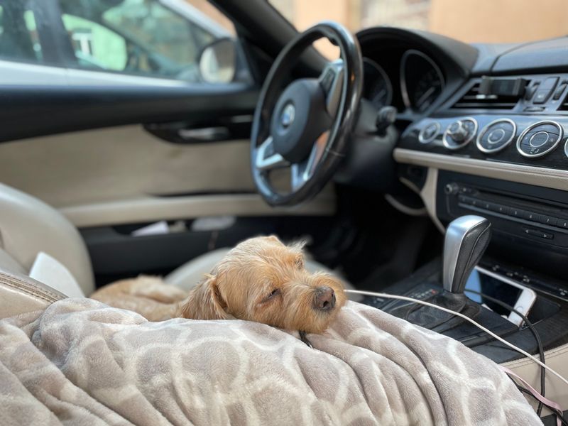 Transport Your Dog Safely