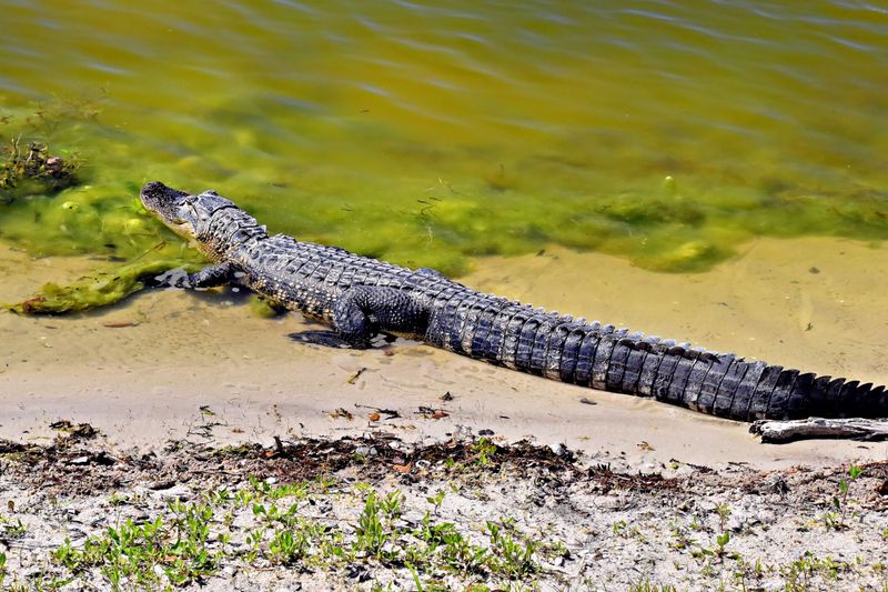 Alligator Safety Rules Apply in Every Corner of Florida