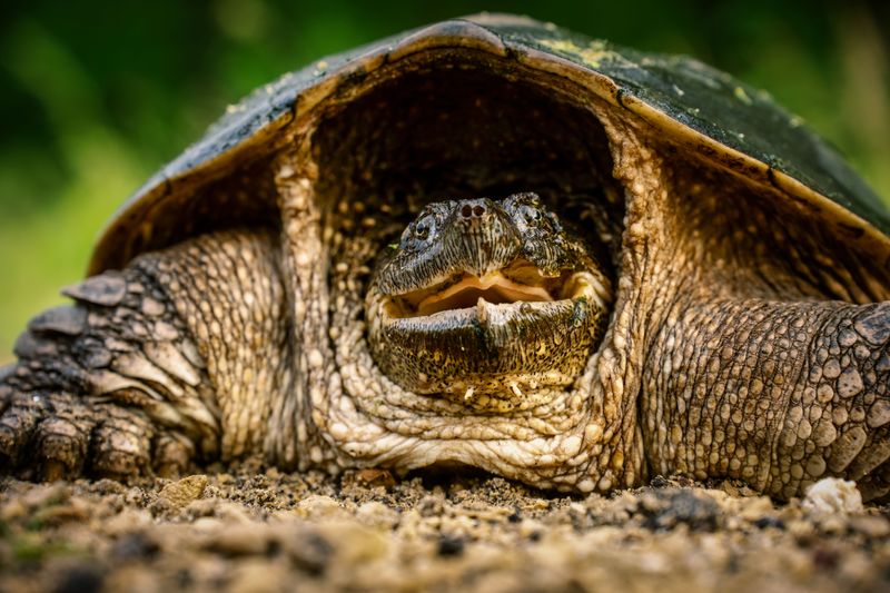 Common Snapping Turtles