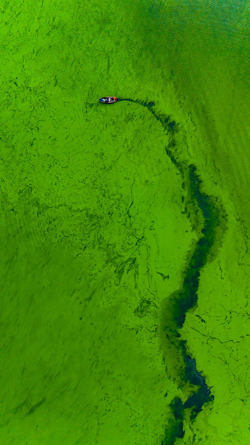 Blue-Green Algae Can Make Lakes Unsafe for Dogs