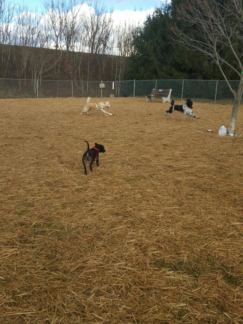 Happy Tails Dog Park at Kohl Memorial Park, Harrisburg