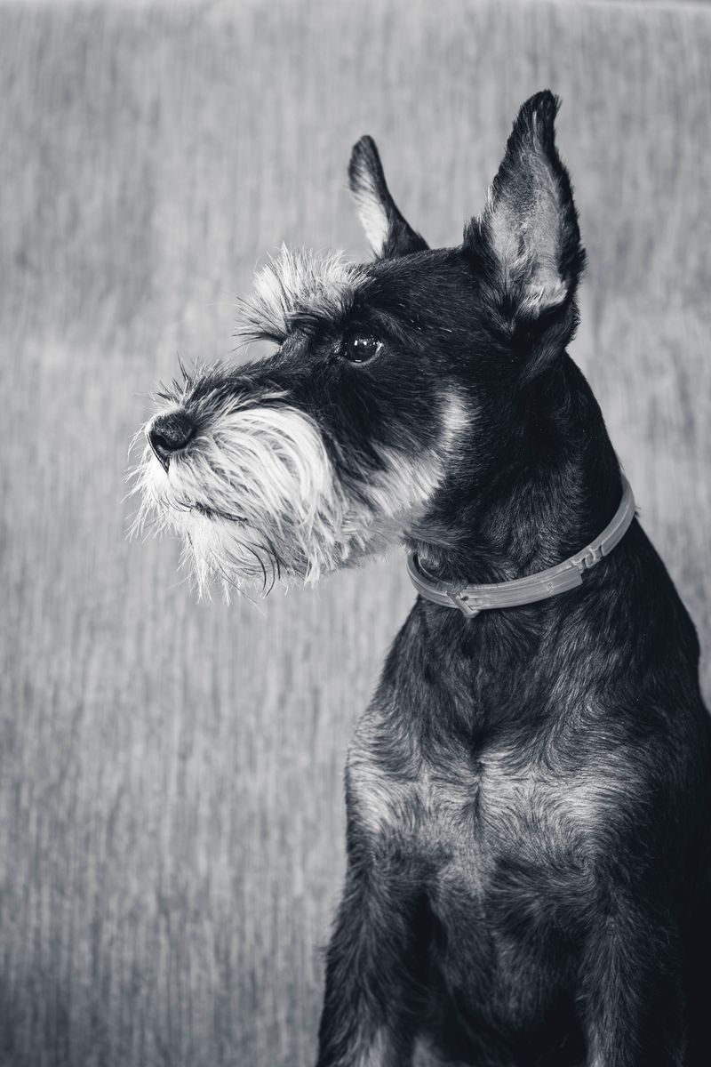 Standard Schnauzer
